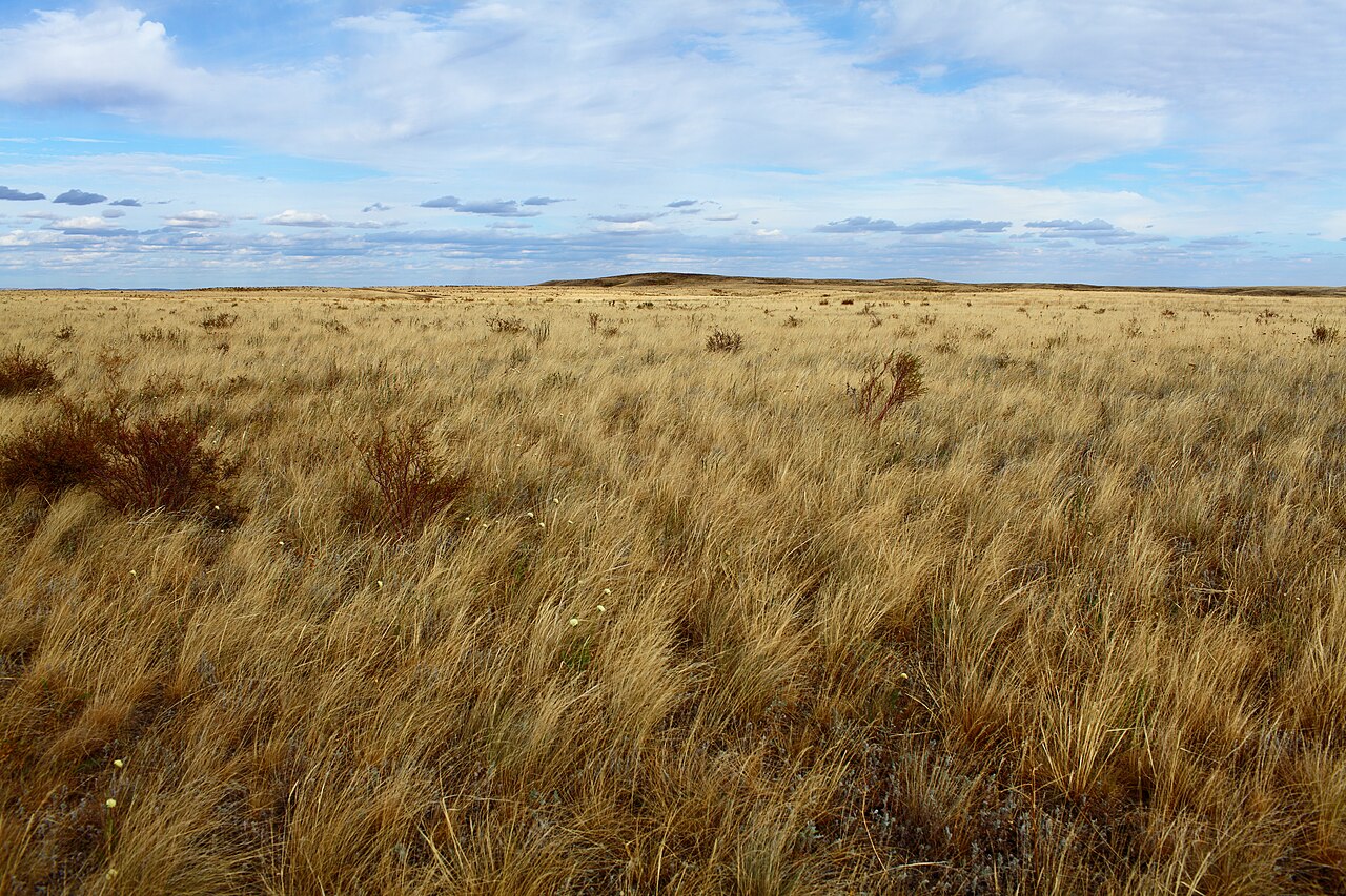 Растительный и животный мир степей